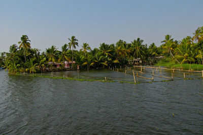 Scenic view of palm trees by sea against clear sky