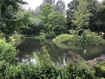 Scenic view of lake in forest