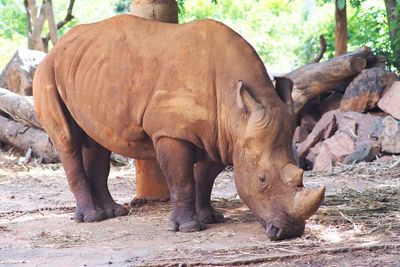 Full length of rhinoceros standing on field