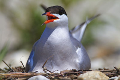 Close-up of the common teen on the nest