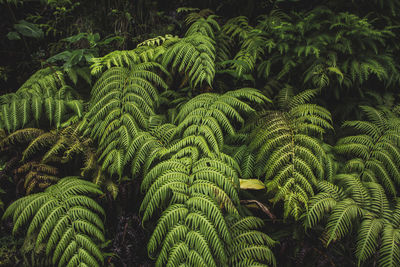 Close-up of fern leaves