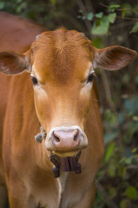 Close-up portrait of cow