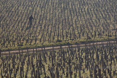 agriculture