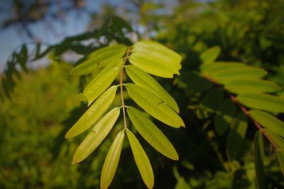 Close-up of fresh green leaves on field