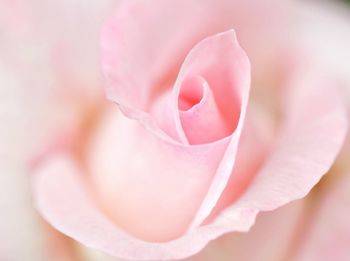 Close-up of pink rose