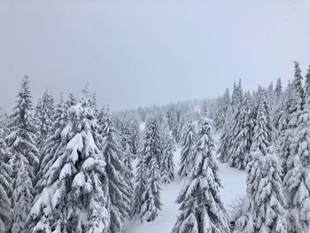 Snow covered land and trees against sky