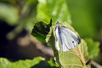 Close-up of butterfly on leaf