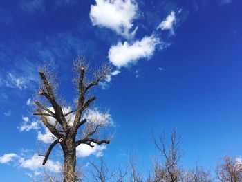 Low angle view of bare tree against blue sky