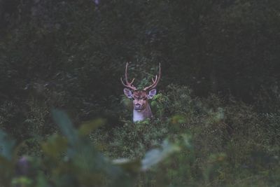 Deer at forest