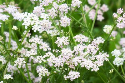 Close-up of white flowering plants