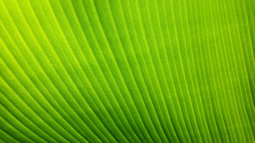 Full frame shot of green leaves