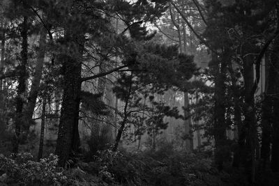 Low angle view of trees in forest