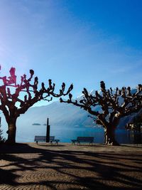 Trees against blue sky