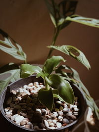 Close-up of potted plant