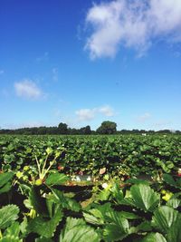 Scenic view of field against clear sky