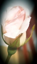 Close-up of rose