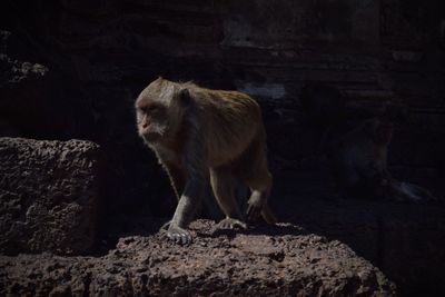 Cat standing on rock
