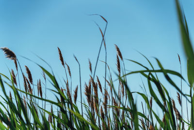 Close-up of stalks against clear blue sky