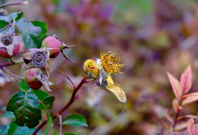 Close-up of insect perching on fresh flower