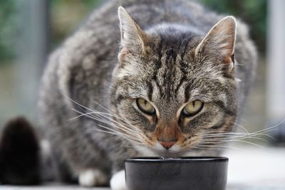 Close-up portrait of a cat