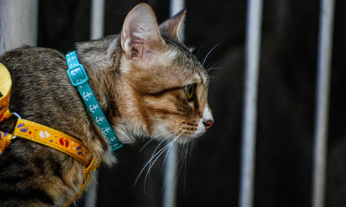 Close-up of cat looking away in cage