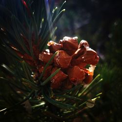 Close-up of wet red flower growing on plant