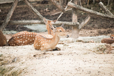 View of deer on land