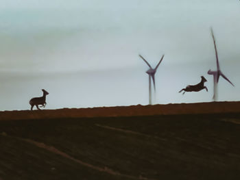 Silhouette birds on a land