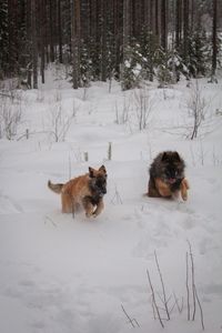 Dog on snow field during winter