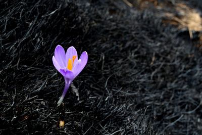 Close-up of blue crocus blooming outdoors
