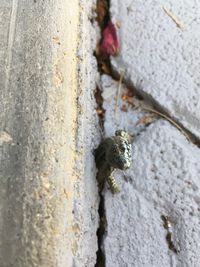 Close-up of lizard