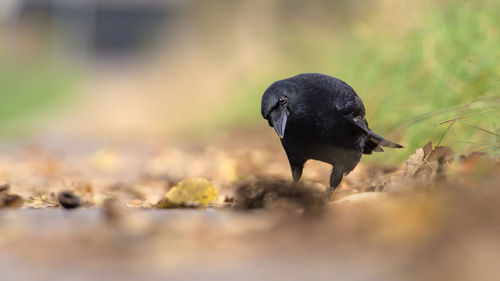 Close-up of a bird on field