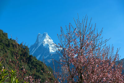 Scenic view of snow covered mountain against blue sky with blossom tree in november 