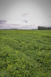 Scenic view of grassy field against cloudy sky