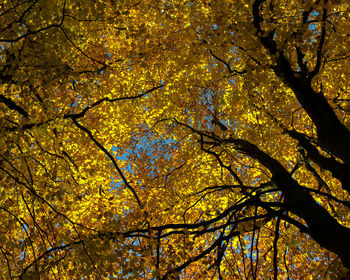 Low angle view of tree during autumn
