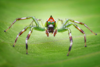 Close-up of spider