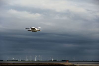 Low angle view of seagull flying in sky