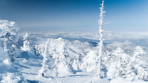 Snow scene with rime on trees