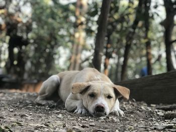 Portrait of dog relaxing on land