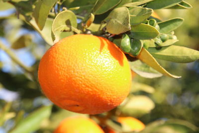 Close-up of orange fruit growing on tree