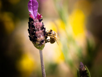 Close-up of insect on plant