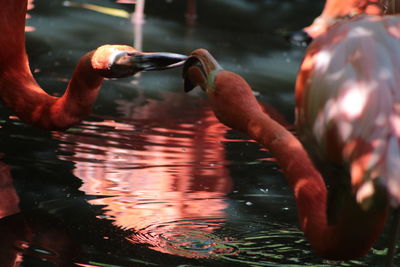 Close-up of swan swimming on lake