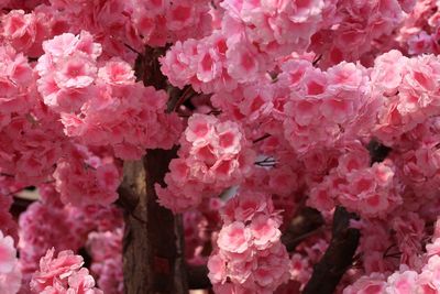 Close-up of pink flowers blooming outdoors