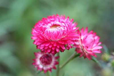 Close-up of pink flowering plant