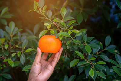 fruit