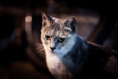 Close-up of cat looking away