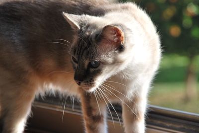 Close-up of cat looking away