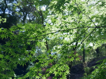 Green leaves and trees in forest