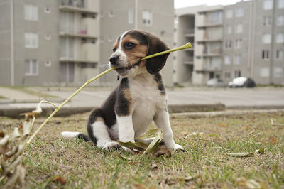 Close-up of dog on field