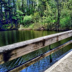 River passing through a forest